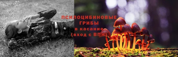 прущие грибы Галич